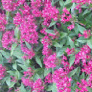 Meet your Posher, Desiree